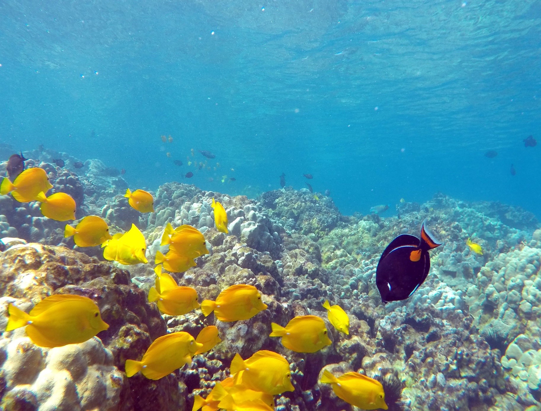Citizen Science Helps to Inform Ornamental Fishery Decisions in Hawaii